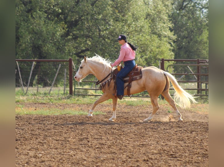 Quarter horse américain Hongre 4 Ans 145 cm Palomino in Stephenville TX