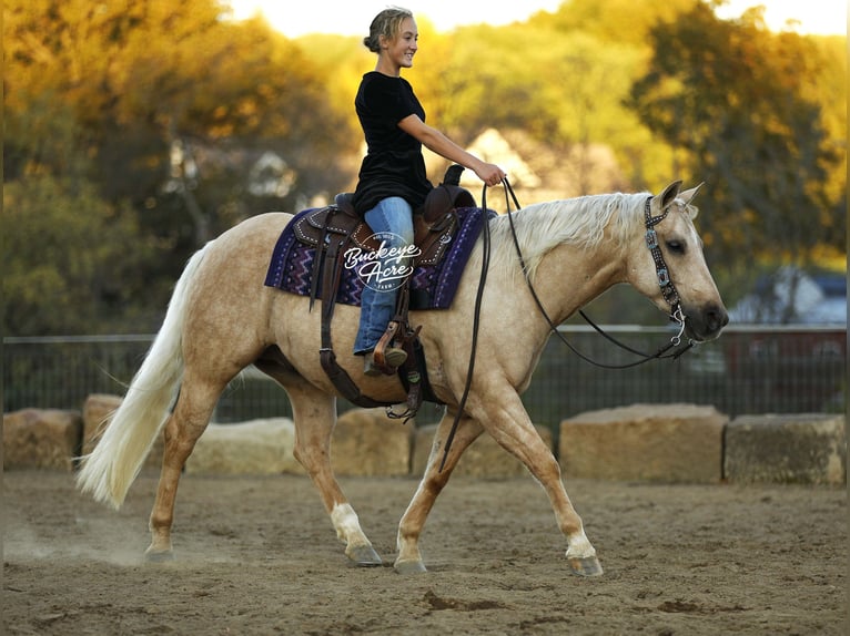 Quarter horse américain Hongre 4 Ans 145 cm Palomino in Millersburg