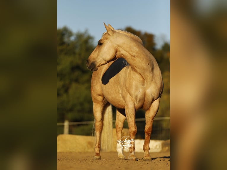 Quarter horse américain Hongre 4 Ans 145 cm Palomino in Millersburg