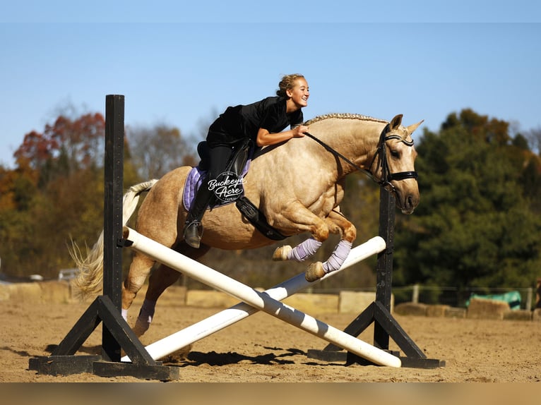 Quarter horse américain Hongre 4 Ans 145 cm Palomino in Millersburg