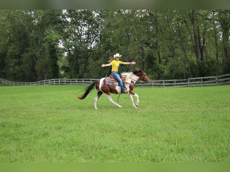 Quarter horse américain Hongre 4 Ans 145 cm Tobiano-toutes couleurs in Highland MI
