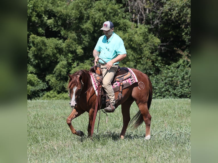Quarter horse américain Hongre 4 Ans 147 cm Alezan brûlé in Hugo, OK