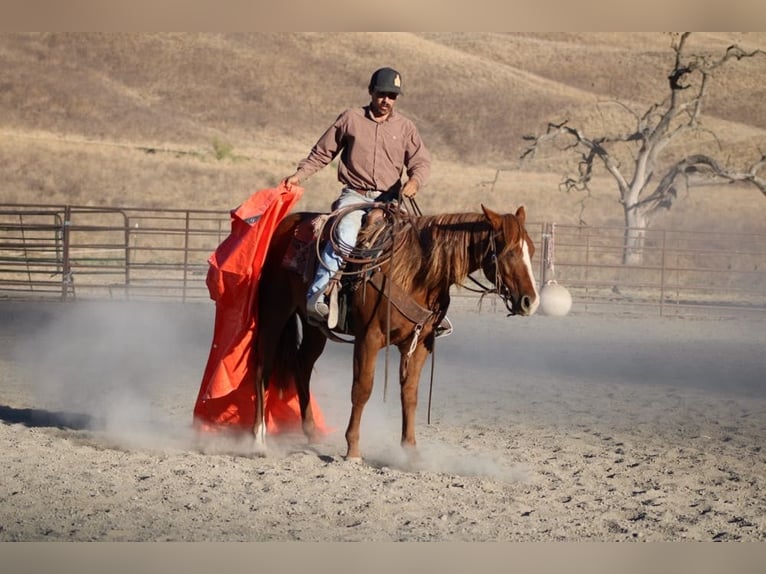 Quarter horse américain Hongre 4 Ans 147 cm Alezan brûlé in King City CA