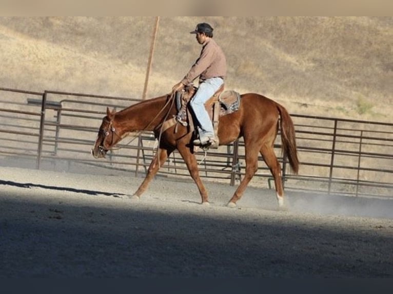 Quarter horse américain Hongre 4 Ans 147 cm Alezan brûlé in King City CA