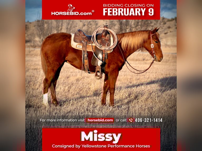 Quarter horse américain Hongre 4 Ans 147 cm Alezan cuivré in Greycliff