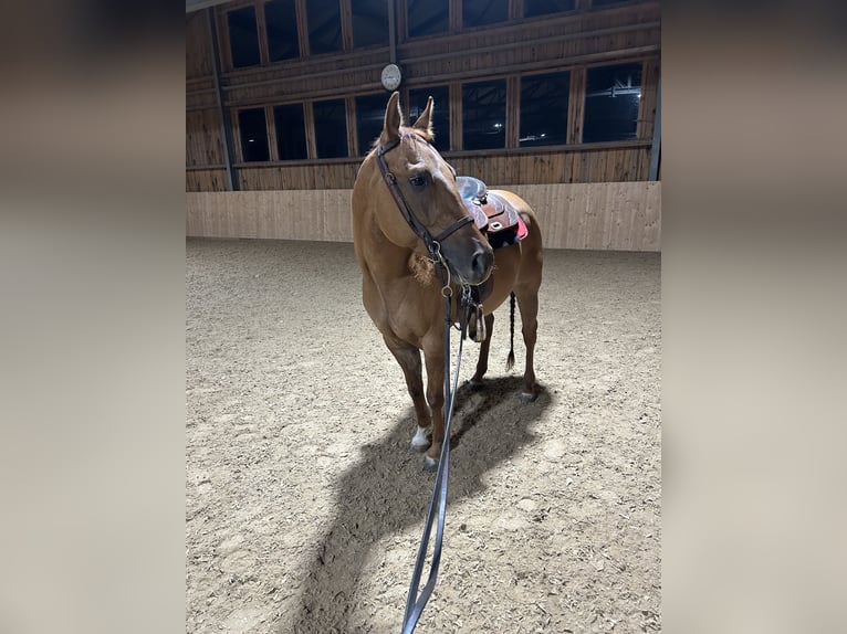 Quarter horse américain Hongre 4 Ans 147 cm Alezan dun in Igls