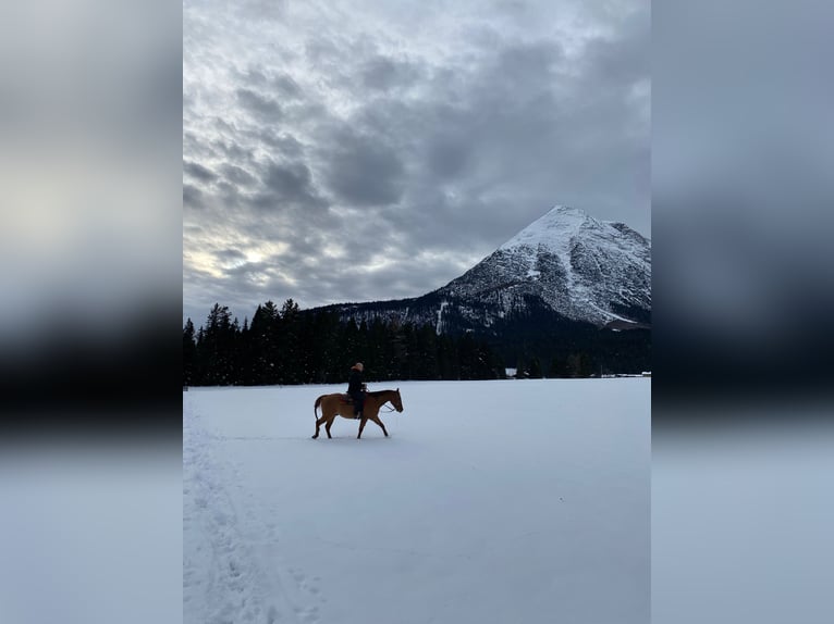 Quarter horse américain Hongre 4 Ans 147 cm Alezan dun in Igls