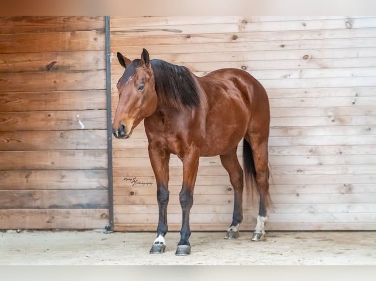 Quarter horse américain Hongre 4 Ans 147 cm Bai cerise in Keytesville