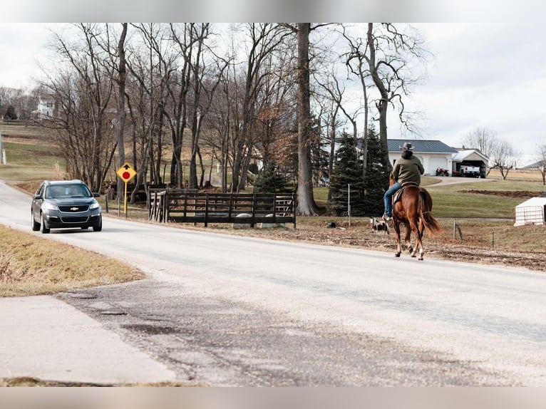 Quarter horse américain Hongre 4 Ans 147 cm Bai cerise in Orrville