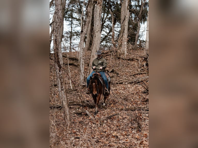 Quarter horse américain Hongre 4 Ans 147 cm Bai cerise in Orrville