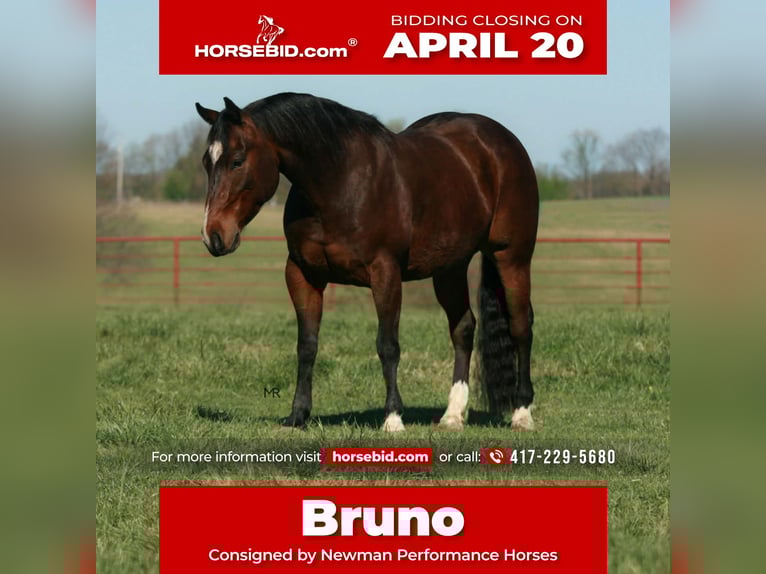 Quarter horse américain Hongre 4 Ans 147 cm Bai cerise in Verona