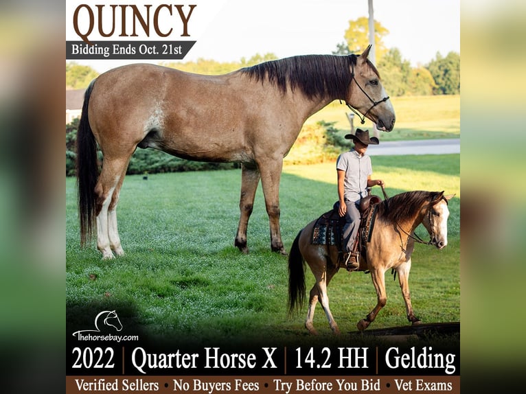 Quarter horse américain Croisé Hongre 4 Ans 147 cm Buckskin in Shipshewana, IN