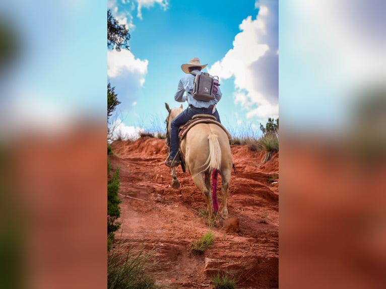 Quarter horse américain Hongre 4 Ans 147 cm Dunalino in Amarillo