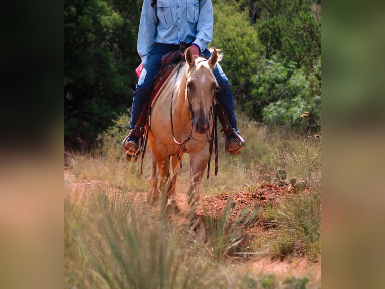 Quarter horse américain Hongre 4 Ans 147 cm Dunalino in Amarillo