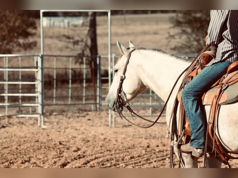 Quarter horse américain Hongre 4 Ans 147 cm Gris in Carthage