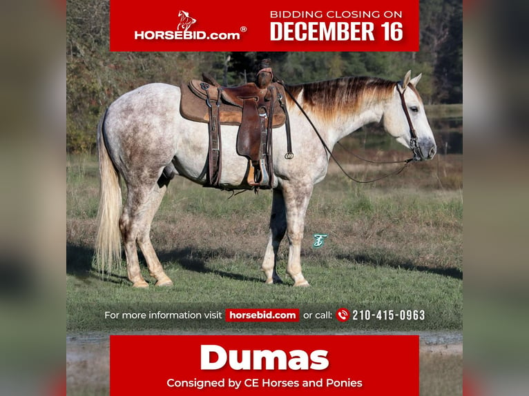 Quarter horse américain Hongre 4 Ans 147 cm Gris in Carthage