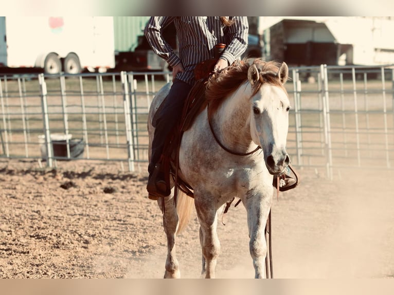 Quarter horse américain Hongre 4 Ans 147 cm Gris in Carthage