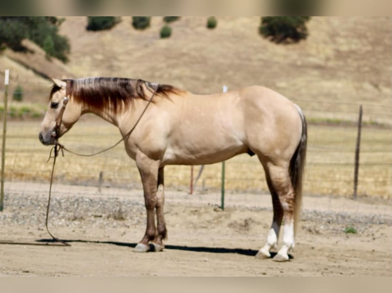 Quarter horse américain Hongre 4 Ans 147 cm Isabelle in King City