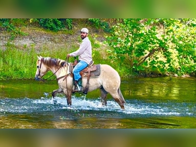 Quarter horse américain Hongre 4 Ans 147 cm Isabelle in King City