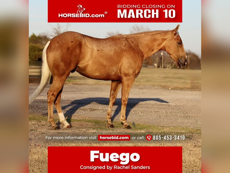 Quarter horse américain Hongre 4 Ans 147 cm Palomino in Whitesboro, TX