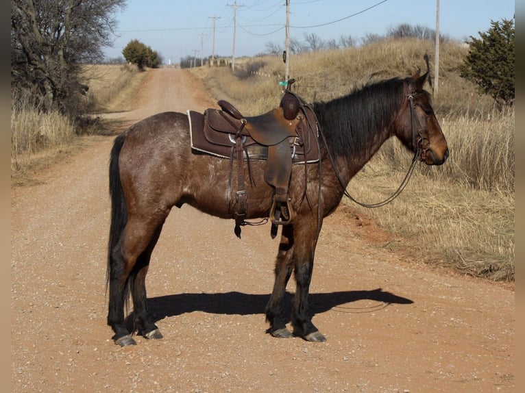 Quarter horse américain Croisé Hongre 4 Ans 147 cm Roan-Bay in Owensville