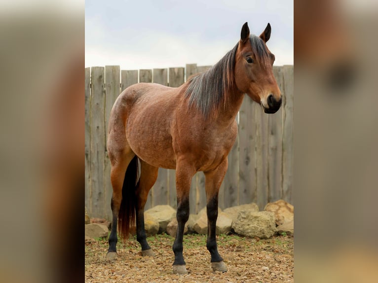 Quarter horse américain Hongre 4 Ans 147 cm Roan-Bay in Cole Camp MO