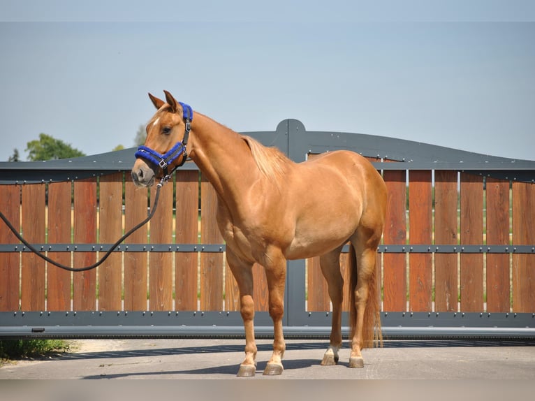 Quarter horse américain Hongre 4 Ans 148 cm Alezan dun in Rottenburg am Neckar