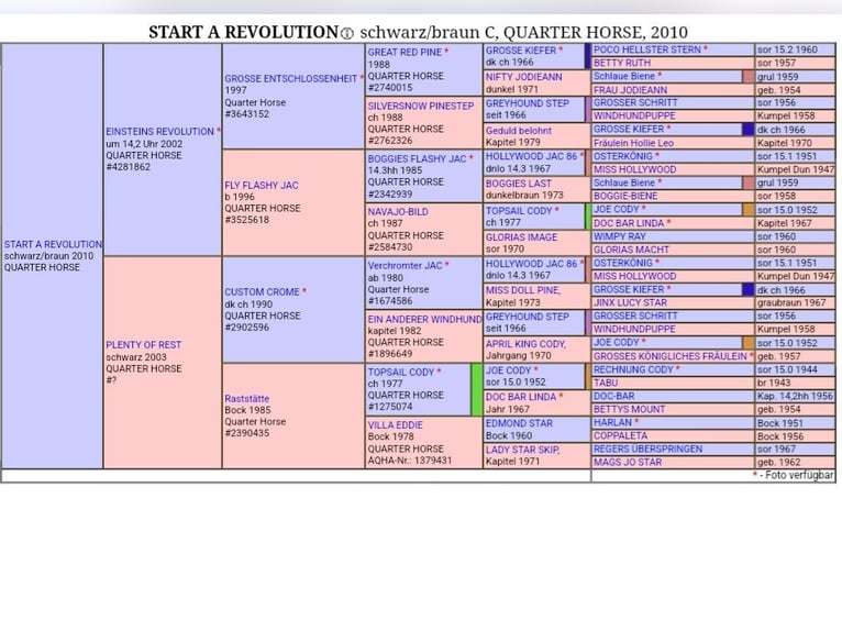 Quarter horse américain Hongre 4 Ans 148 cm Bai brun in Diemelstadt