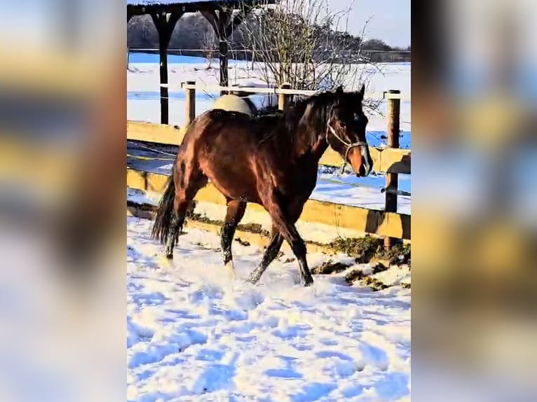 Quarter horse américain Hongre 4 Ans 148 cm Bai brun in Diemelstadt