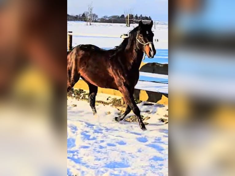 Quarter horse américain Hongre 4 Ans 148 cm Bai brun in Diemelstadt