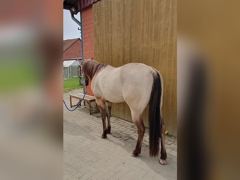 Quarter horse américain Hongre 4 Ans 148 cm Buckskin in Nienburg (Weser) Holtorf