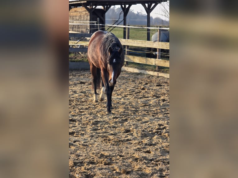 Quarter horse américain Hongre 4 Ans 149 cm Bai brun in Diemelstadt