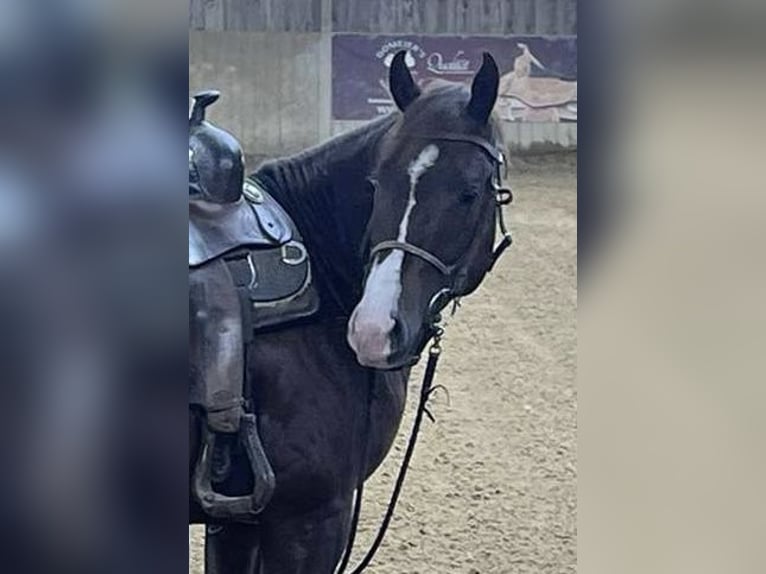 Quarter horse américain Hongre 4 Ans 150 cm Alezan brûlé in Klingsmoos