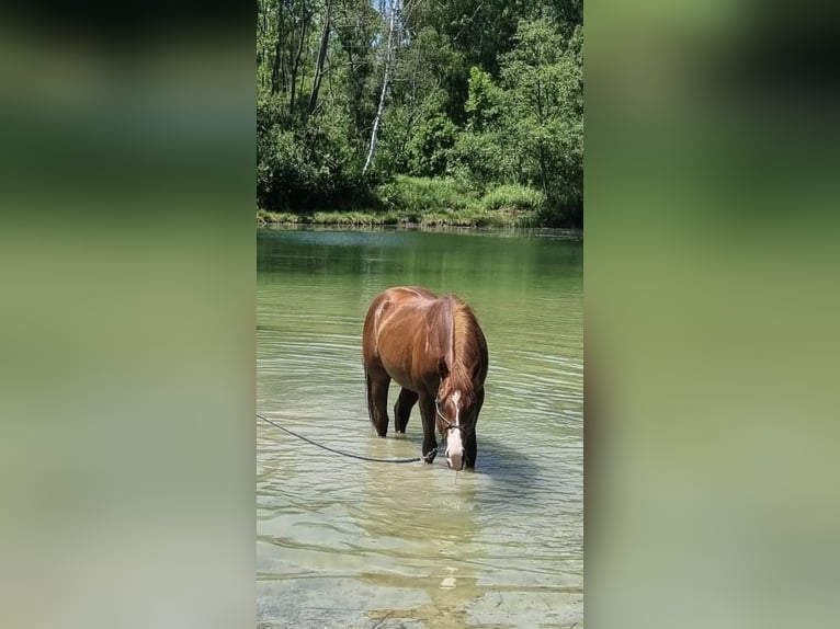 Quarter horse américain Hongre 4 Ans 150 cm Alezan brûlé in Klingsmoos
