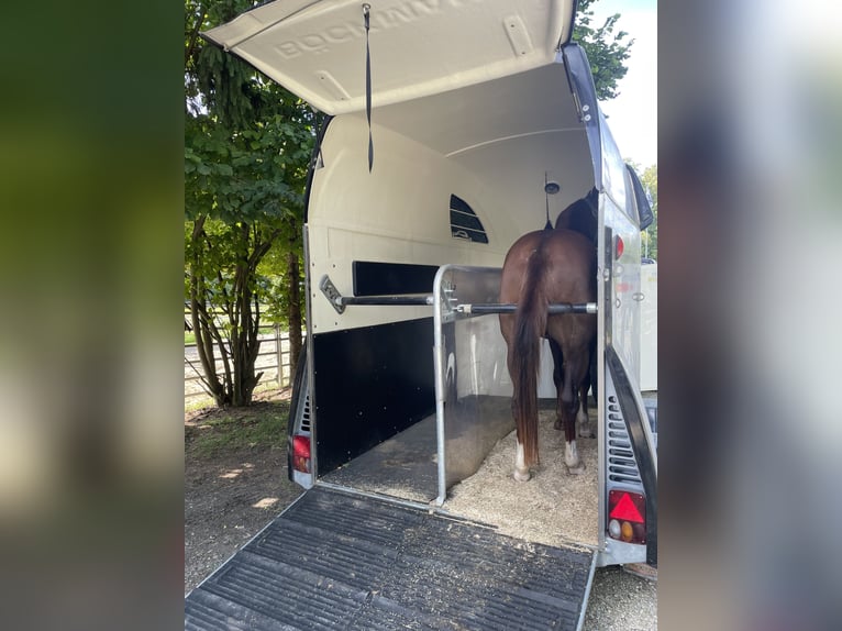 Quarter horse américain Hongre 4 Ans 150 cm Alezan brûlé in Klingsmoos