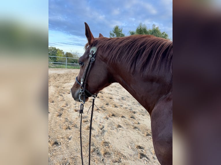 Quarter horse américain Hongre 4 Ans 150 cm Alezan brûlé in Todenbüttel