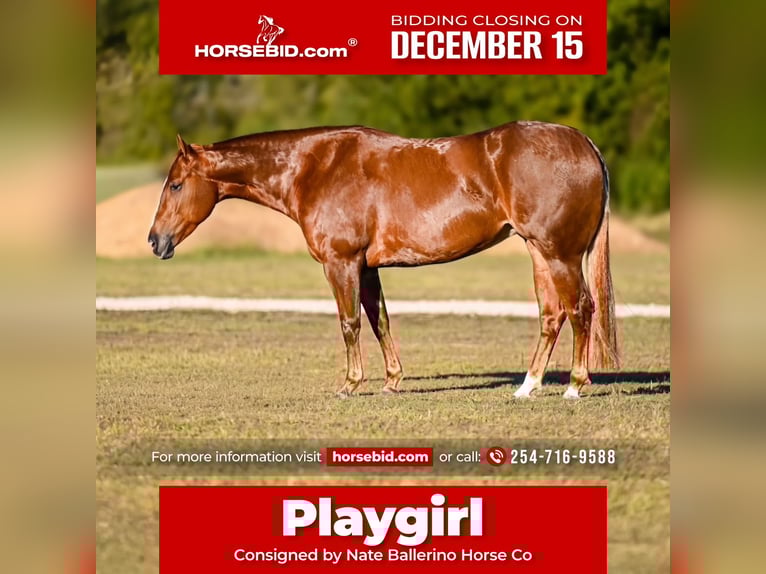 Quarter horse américain Hongre 4 Ans 150 cm Alezan cuivré in Waco