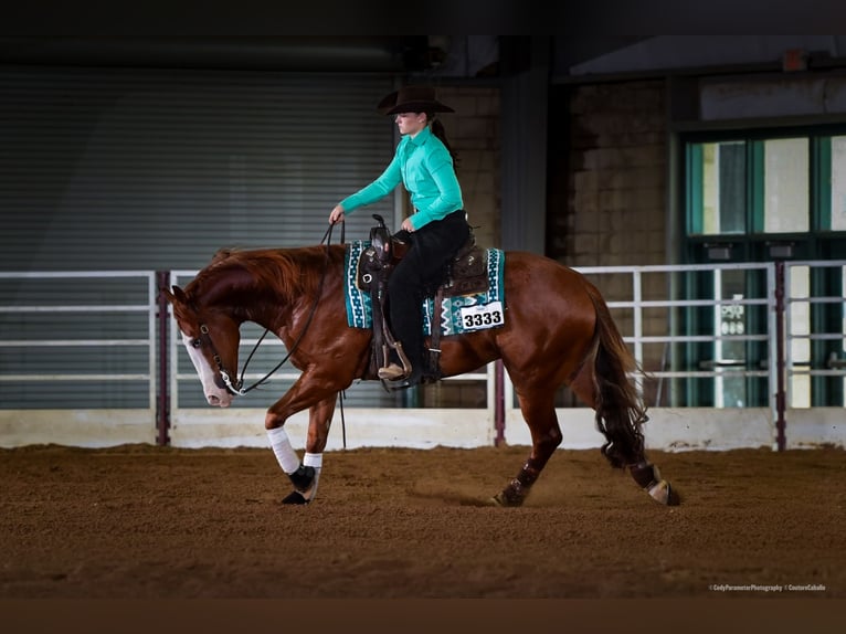 Quarter horse américain Hongre 4 Ans 150 cm Alezan cuivré in Gainesville Quarter horse américain Hongre 4 Ans 150 cm Alezan cuivré in Gainesville