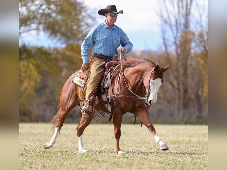 Quarter horse américain Hongre 4 Ans 150 cm Alezan cuivré in Belen