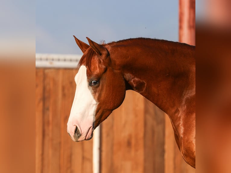 Quarter horse américain Hongre 4 Ans 150 cm Alezan cuivré in Belen