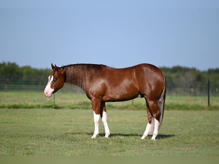 Quarter horse américain Hongre 4 Ans 150 cm Alezan cuivré in Waco