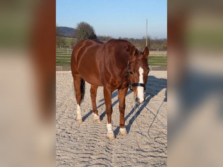 Quarter horse américain Hongre 4 Ans 150 cm Alezan in Duingen