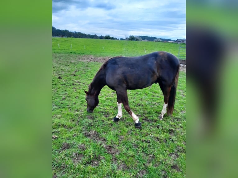 Quarter horse américain Hongre 4 Ans 150 cm Bai brun in Fürhen /Opsen