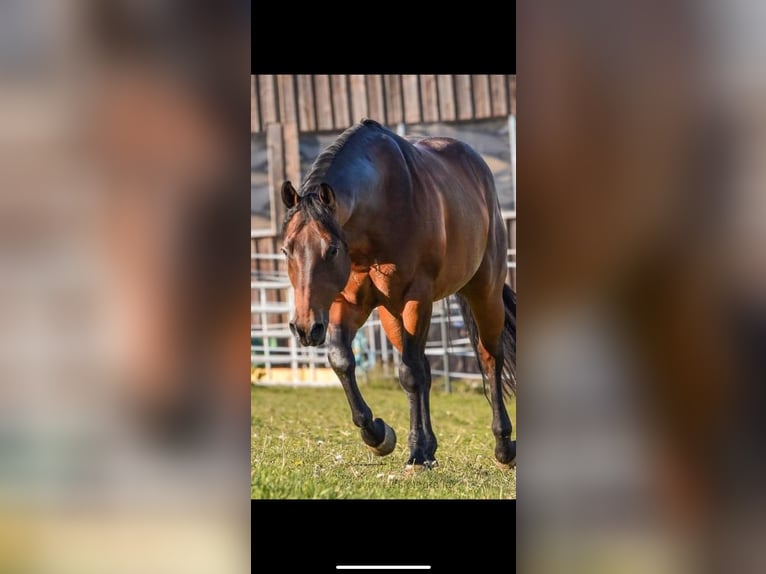 Quarter horse américain Hongre 4 Ans 150 cm Bai brun in Dietramszell