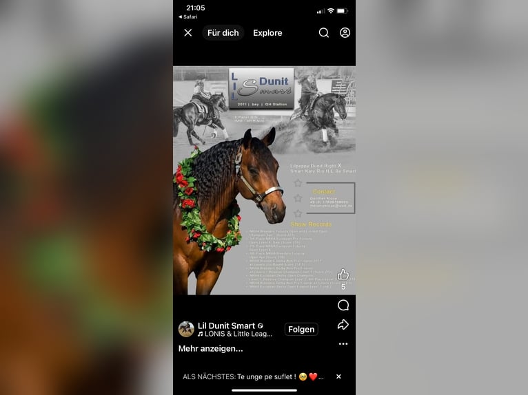 Quarter horse américain Hongre 4 Ans 150 cm Bai brun in Dietramszell