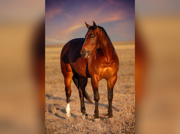 Quarter horse américain Hongre 4 Ans 150 cm Bai cerise in Amarillo