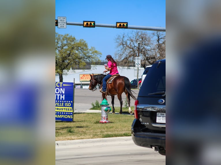 Quarter horse américain Hongre 4 Ans 150 cm Bai cerise in Amarillo