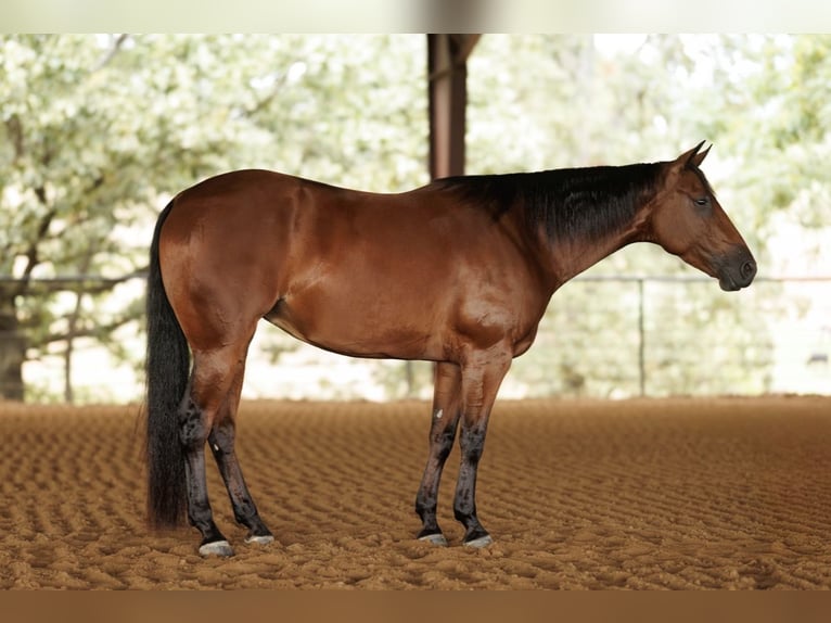 Quarter horse américain Hongre 4 Ans 150 cm Bai cerise in Morrilton