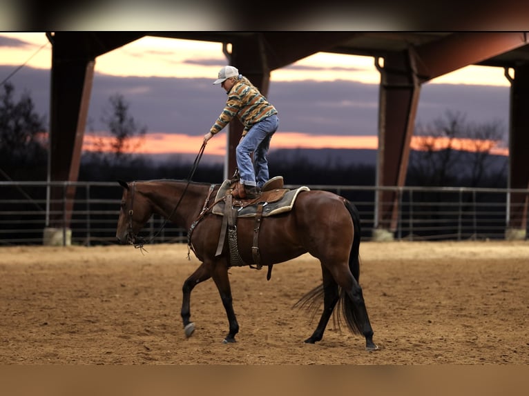 Quarter horse américain Hongre 4 Ans 150 cm Bai cerise in Morrilton