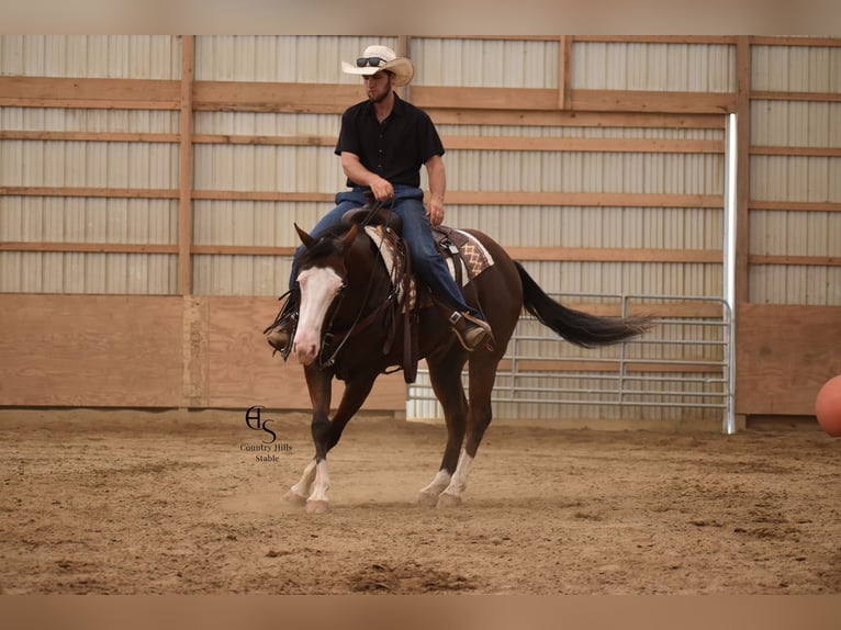 Quarter horse américain Hongre 4 Ans 150 cm Bai cerise in Baltic